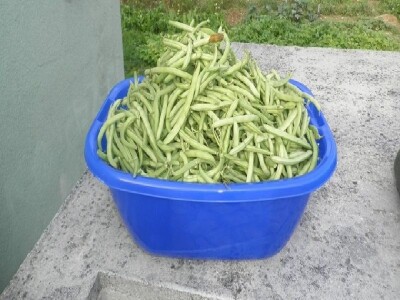 Kvalitetne mahune proizvedene na imanju OPG Vedran Pezelj