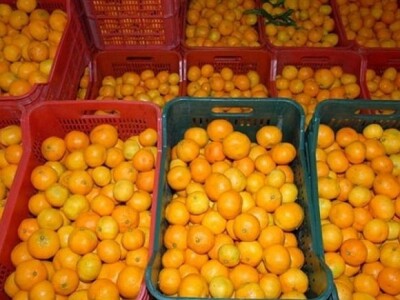 Kvalitetne neretvanske mandarine