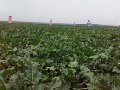 Na pokusnim poljima Belja KWS je predstavio osam sorti sjemena