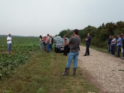Dok su oblaci zadržavali kišu, proizvođači su se uvjerili u kvalitetu sjemena