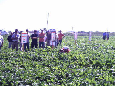 Dan polja KWS sorata šećerne repe Dan polja KWS sorata šećerne repe