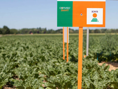 KWS i Bayer CONVISO® SMART radionica