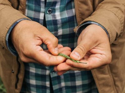 KWS Centralni dan polja