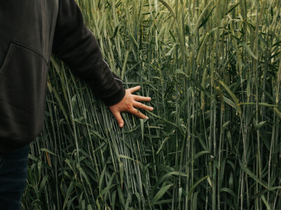 KWS Centralni dan polja