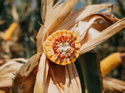 KWS - Dan polja kukuruza u Brckovljanima 2018