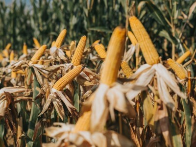 KWS - Dan polja kukuruza u Brckovljanima 2018