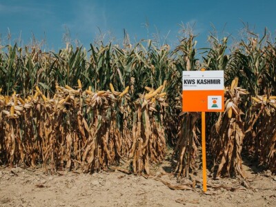 KWS - Dan polja kukuruza u Brckovljanima 2018