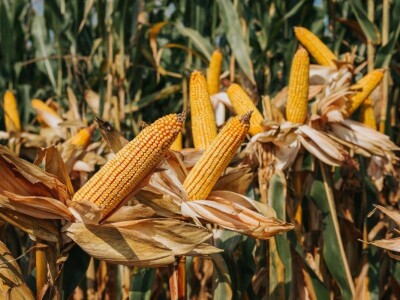 KWS - Dan polja kukuruza u Brckovljanima 2018