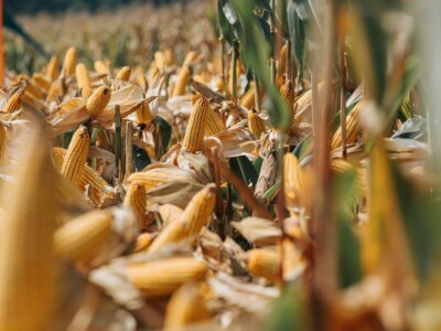 KWS - Dan polja kukuruza u Brckovljanima 2018