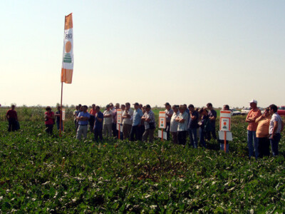 Dan polja KWS šećerne repe