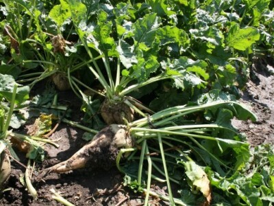 Da vidimo kakva je repa