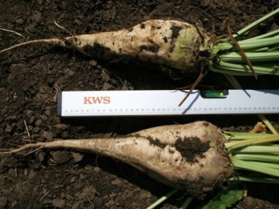 KWS Dani polja šećerne repe!