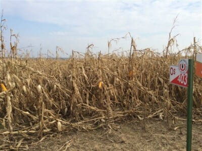 KWS na Danima polja u Topolju! KWS na Danima polja u Topolju!