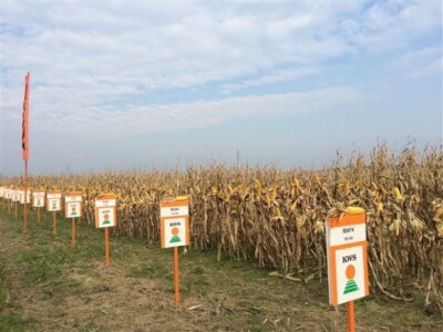 KWS na Danima polja u Topolju! KWS na Danima polja u Topolju!