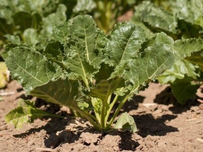 KWS i Bayer CONVISO® SMART radionica