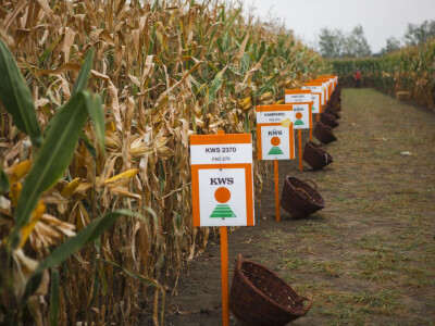 KWS hibridi kukuruza