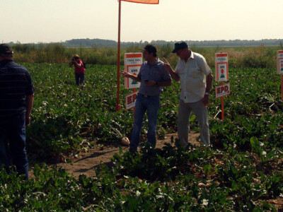 Dan polja KWS šećerne repe
