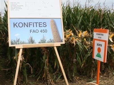 KONFITES, FAO 450 - novi KWS hibrid kukuruza