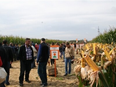 KWS premijera novih hibrida kukuruza!