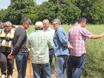 Centralni dan KWS sorti i hibrida pšenice, ječma, raži i uljane repice