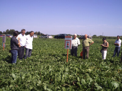 Dan polja KWS sorata šećerne repe Dan polja KWS sorata šećerne repe