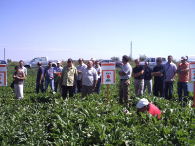 Dan polja KWS sorata šećerne repe Dan polja KWS sorata šećerne repe
