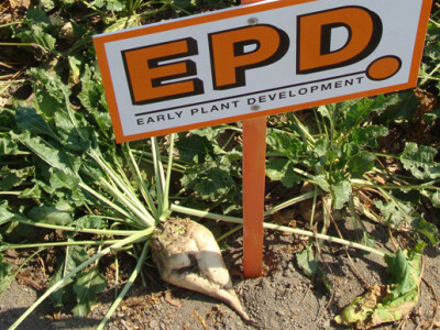 Dan polja KWS šećerne repe