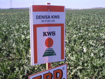 Dan polja KWS sorata šećerne repe Dan polja KWS sorata šećerne repe