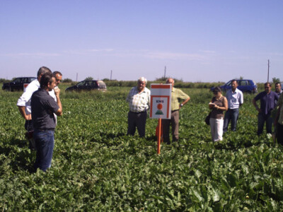 Dan polja KWS sorata šećerne repe Dan polja KWS sorata šećerne repe