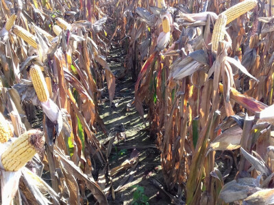 Dan Pioneera u Križevcima