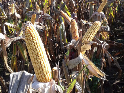 Ove su godine imali pokusna polja sa 16 Pioneerovih hibrida kukuruza