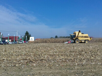 ...i počela je berba