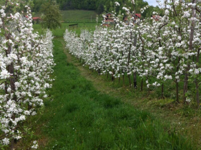 Porodica Mujčić iz Kozaruše