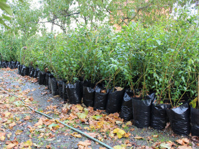 Sadnice borovnica spremne za isporuku