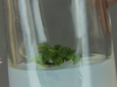 Mlade biljka pod povećalom