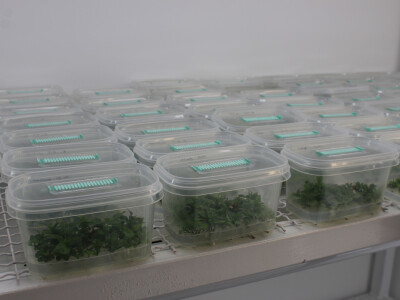 Mladice u ciklusu umnožavanja