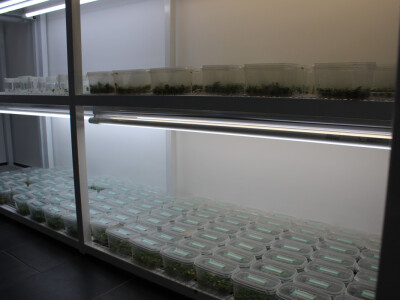 Proizvodnja u strogo kontroliranom režimu