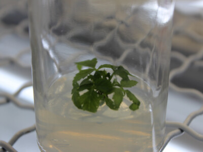 Invitro tehnologija umnožavanja sadnog materijala