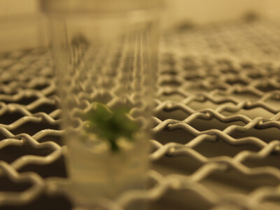 Labplant - najveći rasadnik borovnice u RH