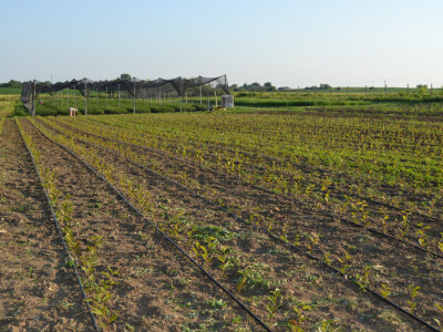 Labplant - najveći rasadnik borovnice u RH Labplant - najveći rasadnik borovnice u RH