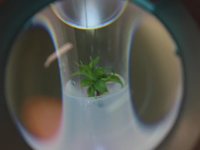 Labplant - najveći rasadnik borovnice u regionu