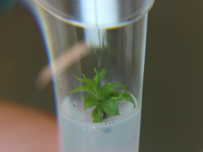 Labplant - najveći rasadnik borovnice u RH