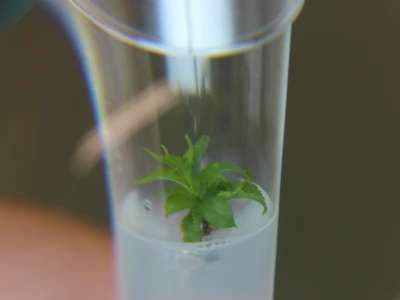 Labplant - najveći rasadnik borovnice u regionu
