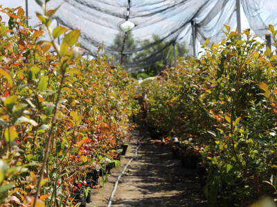 Labplant - najveći rasadnik borovnice u regionu