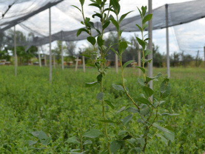 Labplant - najveći rasadnik borovnice u RH Labplant - najveći rasadnik borovnice u RH