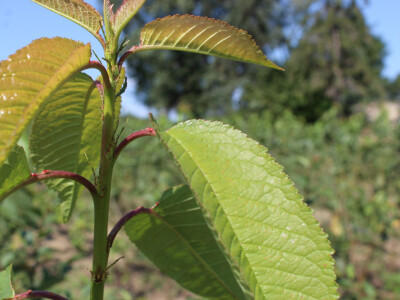 Labplant - najveći rasadnik borovnice u RH Labplant - najveći rasadnik borovnice u RH