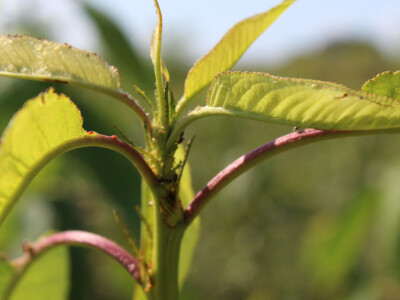 Labplant - najveći rasadnik borovnice u regionu