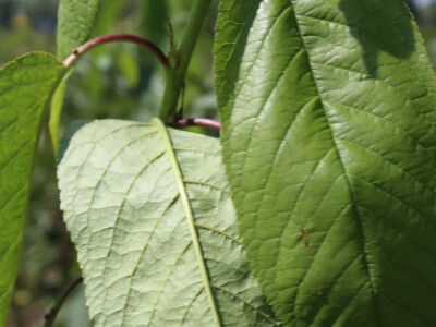 Labplant - najveći rasadnik borovnice u RH Labplant - najveći rasadnik borovnice u RH