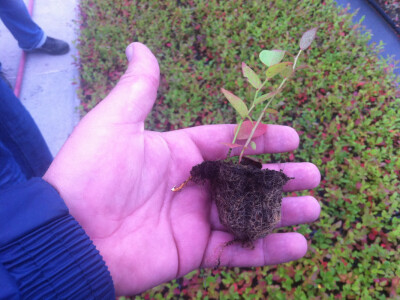 Labplant - najveći rasadnik borovnice u RH