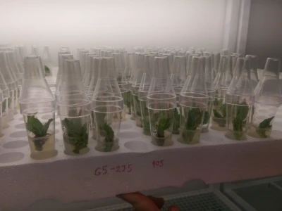 Labplant - najveći rasadnik borovnice u regionu